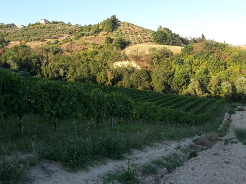 011 Carassai - Vigneto,uliveto e semina