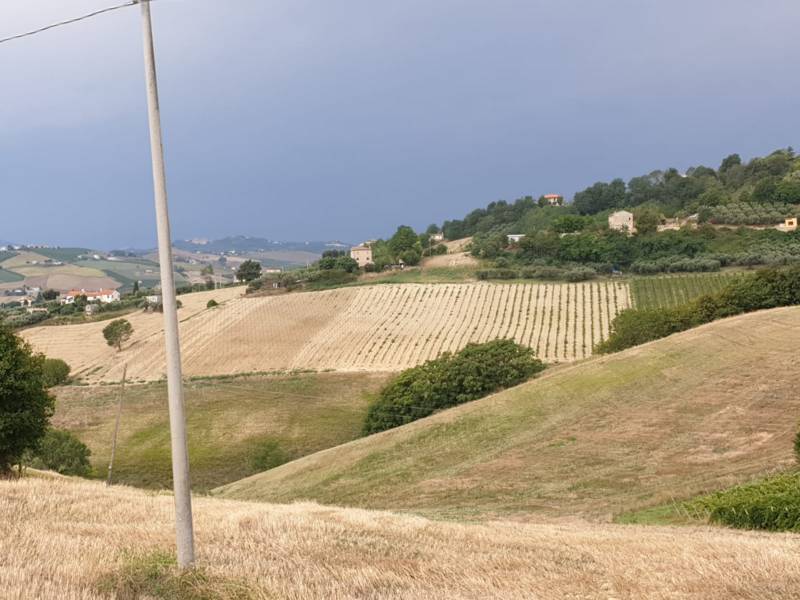 018 Carassai - Vigneto,uliveto e semina