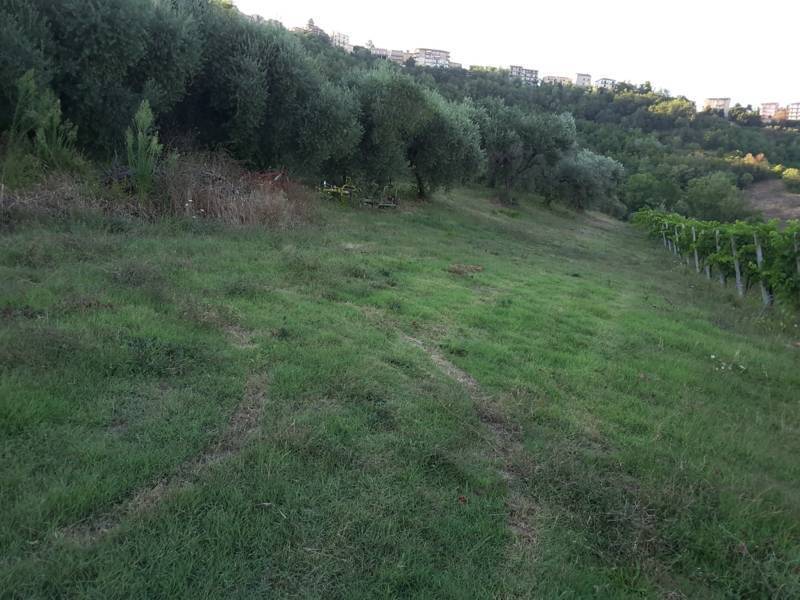 03 Carassai - Vigneto,uliveto e seminat