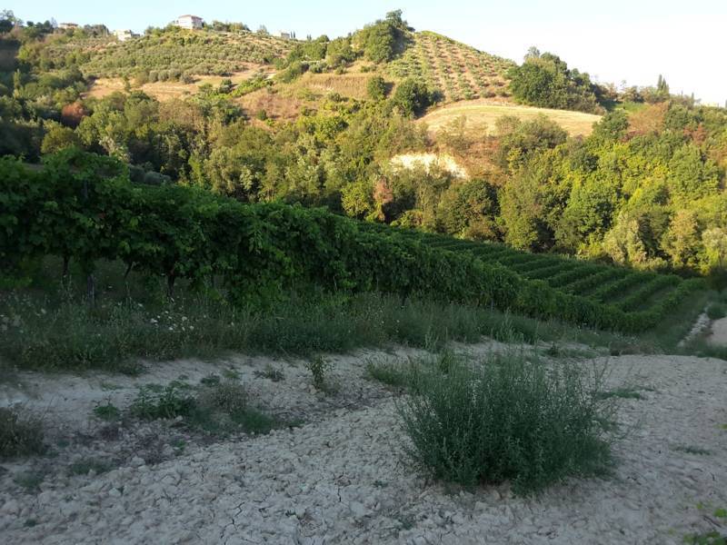 010 Carassai - Vigneto,uliveto e semina