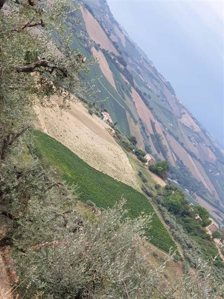 017 Carassai - Vigneto,uliveto e semina