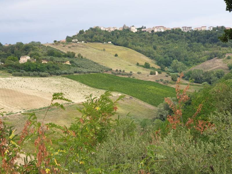 012 Carassai - Vigneto,uliveto e semina