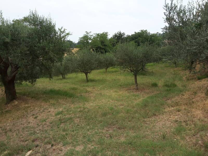 07 OFFAGNA- Agriturismo con uliveto.jpg