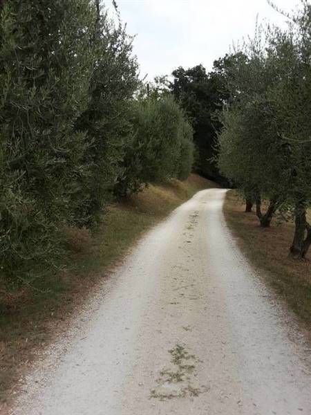 03 OFFAGNA- Agriturismo con uliveto.jpg