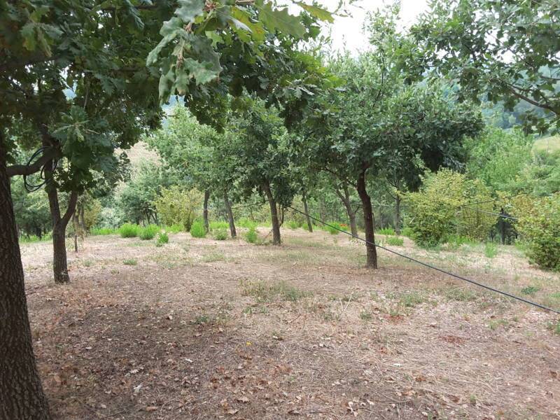 05 OFFAGNA- Agriturismo con uliveto.jpg