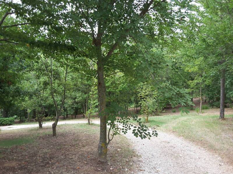 01 OFFAGNA- Agriturismo con uliveto.jpg