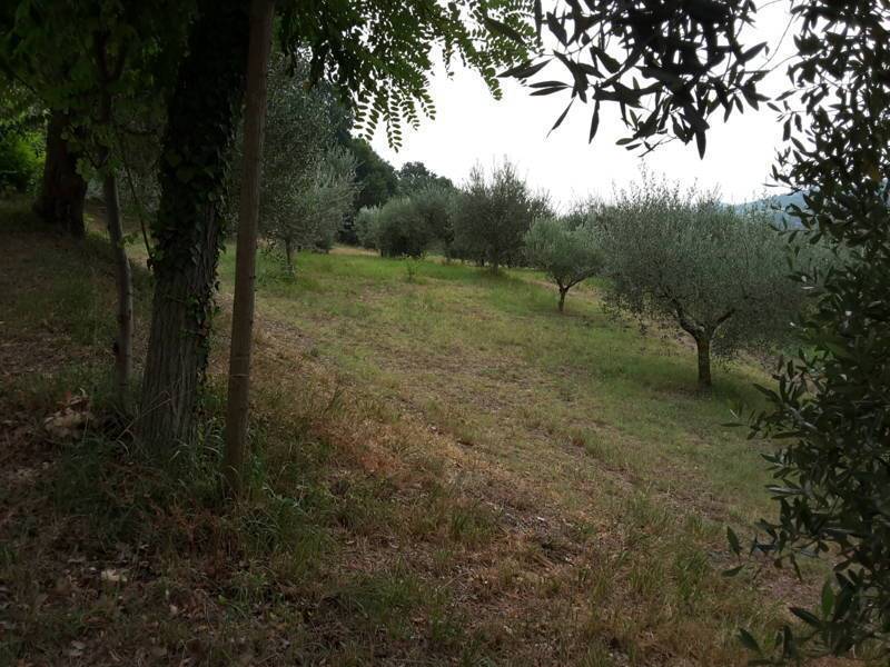 06 OFFAGNA- Agriturismo con uliveto.jpg