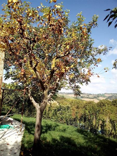 013 MONSAMPIETRO MORICO - Casa rurale in pietra e