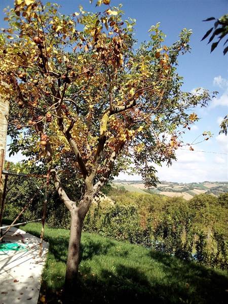 013 MONSAMPIETRO MORICO - Casa rurale in pietra e