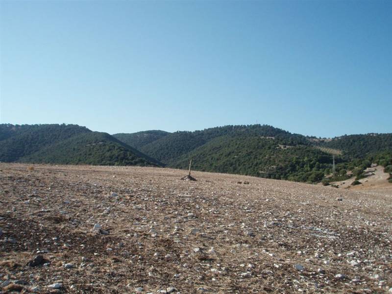 010 MATTINATA Terreno collinare  all'interno d