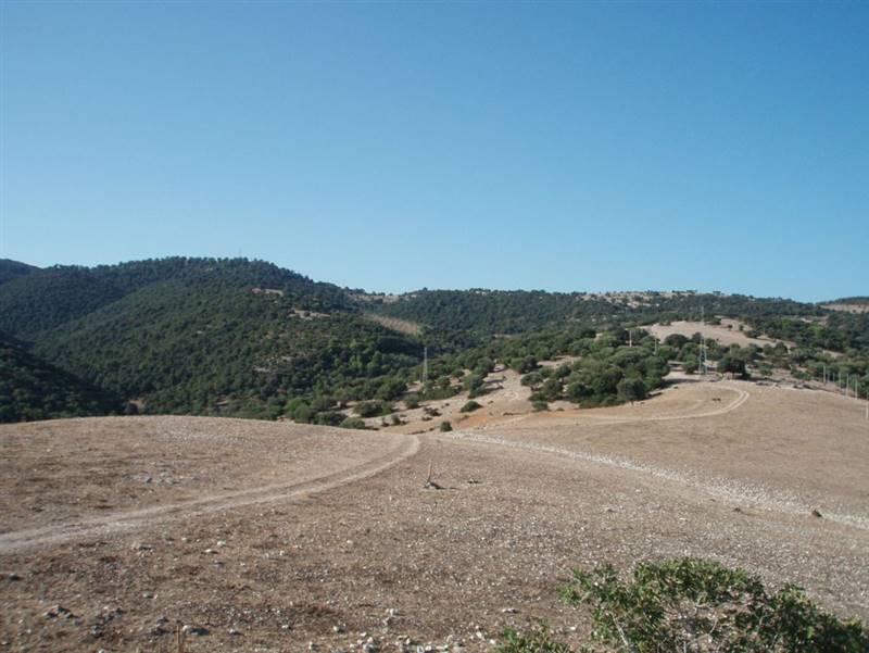 012 MATTINATA  Terreno collinare  all'interno d