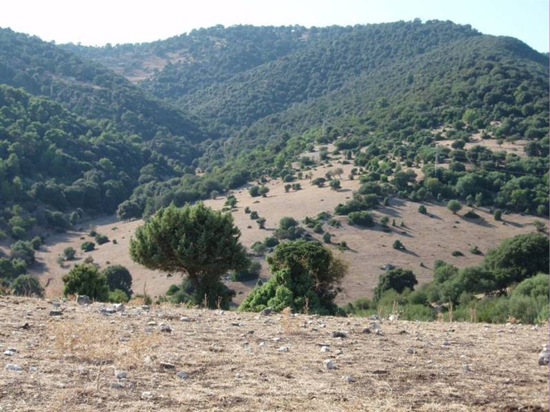 06 MATTINATA  Terreno collinare  all'interno de