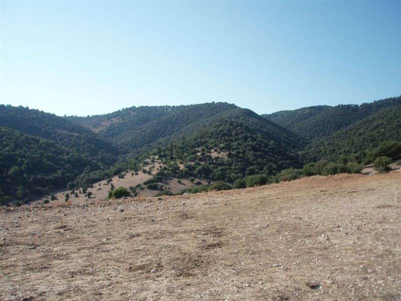 01 MATTINATA Terreno collinare  all'interno de