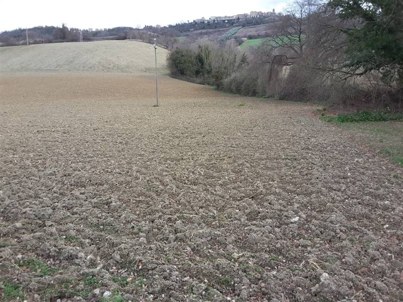 02 CARASSAI - TERRENO IRRIGUO.jpg