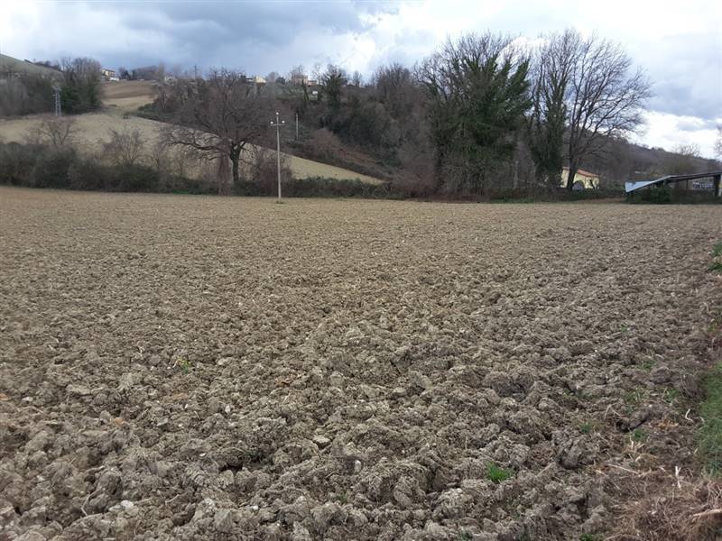 07  CARASSAI - TERRENO IRRIGUO.jpg