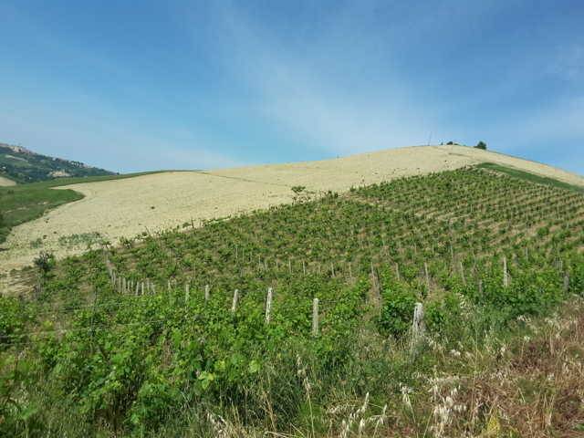08 TERRENO AGRICOLO DI 14 ETTARI CON CASOLARE DA R