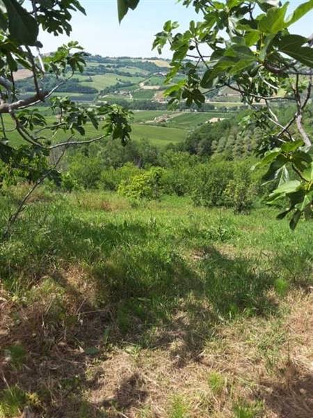 04 TERRENO AGRICOLO DI 14 ETTARI CON CASOLARE DA R