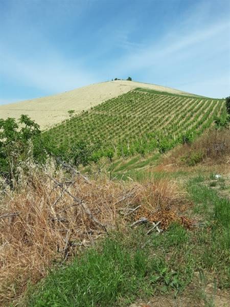 05 TERRENO AGRICOLO DI 14 ETTARI CON CASOLARE DA R