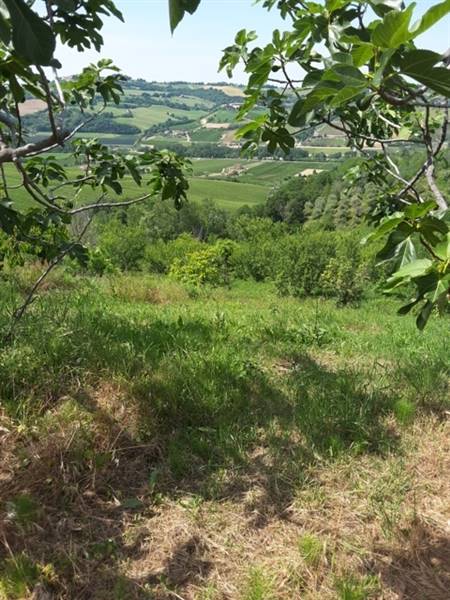 04 TERRENO AGRICOLO DI 14 ETTARI CON CASOLARE DA R