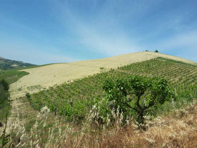 07 TERRENO AGRICOLO DI 14 ETTARI CON CASOLARE DA R