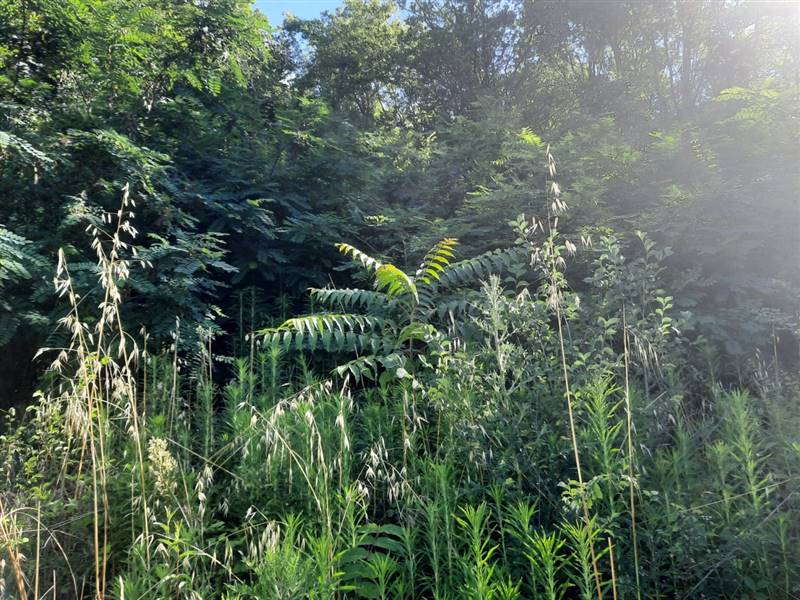 04 RUDERE DA RISTRUTTURARE CON TERRENO CARASSAI.jp