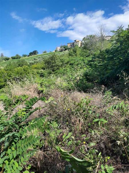 05 RUDERE DA RISTRUTTURARE CON TERRENO CARASSAI.jp