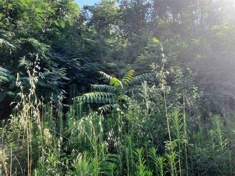 04 RUDERE DA RISTRUTTURARE CON TERRENO CARASSAI.jp