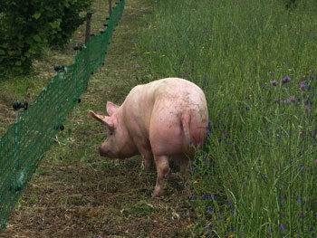 maiale al pascolo.jpg