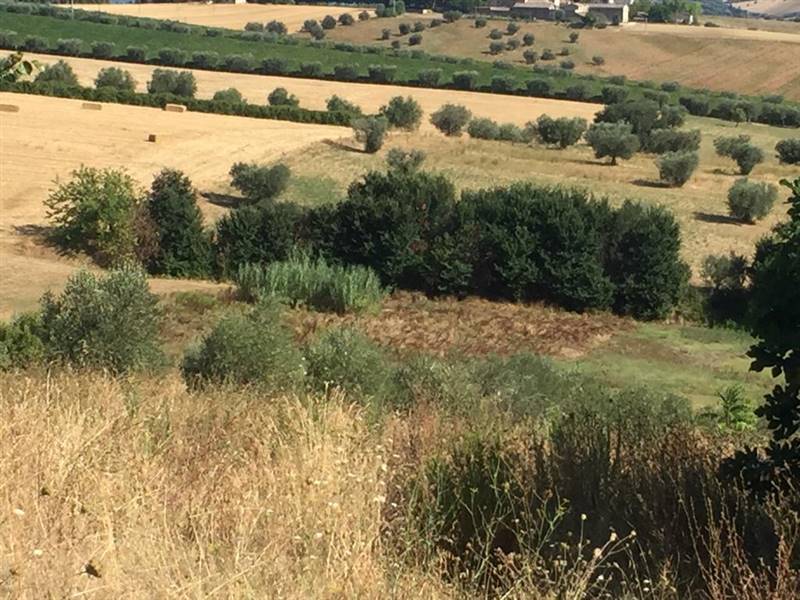 14 TERRENO EDIFICABIE ED AGRICOLO VISTA MARE E MON