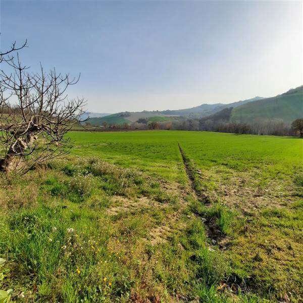 01 RIPATRASONE-CASA INDIPENDENTE CON 12 ETTARI DI