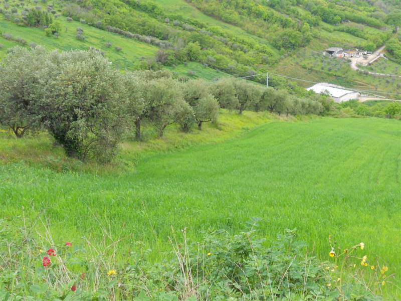 03 COLONNELLA - TERRENO CON VISTA PANORAMICA.JPG