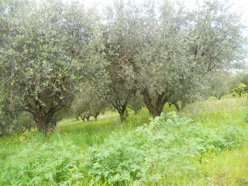 05 COLONNELLA - TERRENO CON VISTA PANORAMICA .JPG
