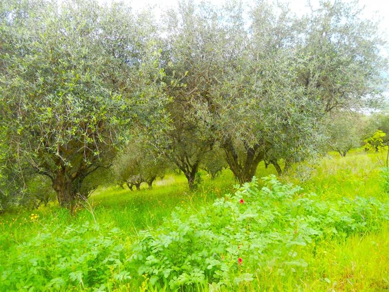 5316 Colonella a5.JPG