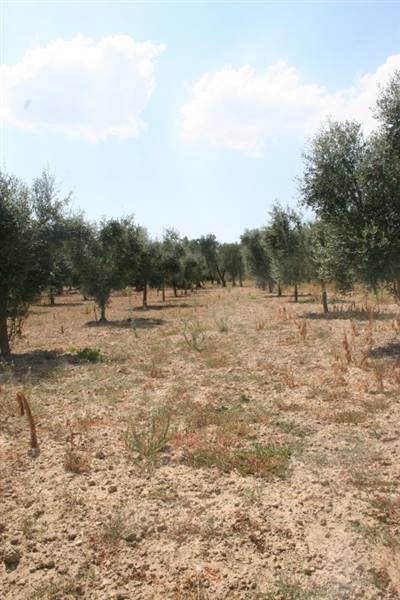 Immagine 023 (533x800).jpg