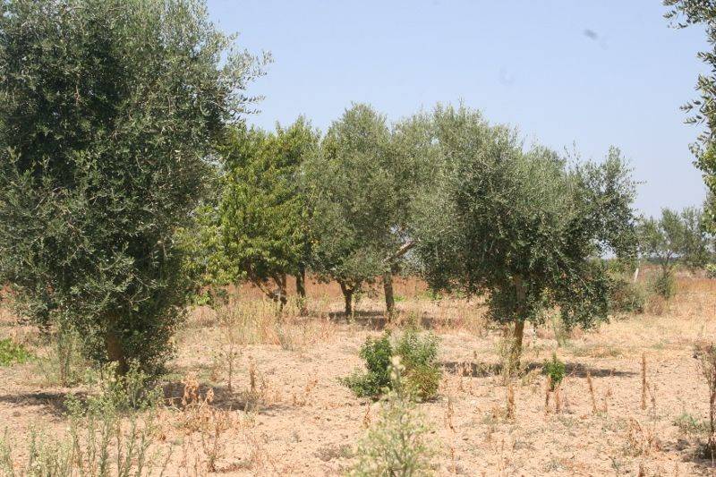 Immagine 024 (800x533).jpg