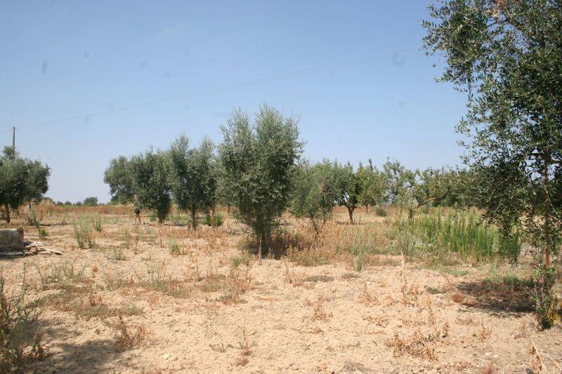 Immagine 019 (800x533).jpg