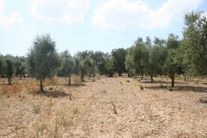 Immagine 026 (800x533).jpg