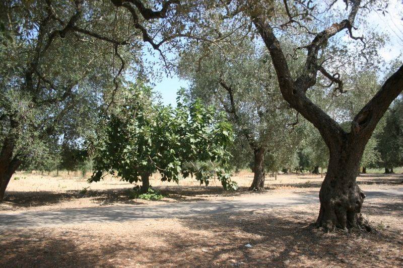 Immagine 059 (800x533).jpg