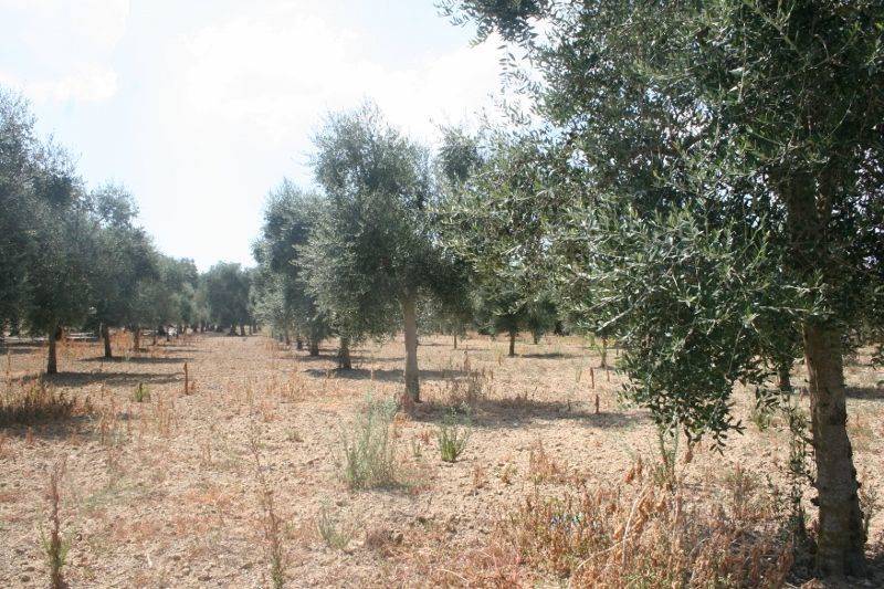 Immagine 020 (800x533).jpg