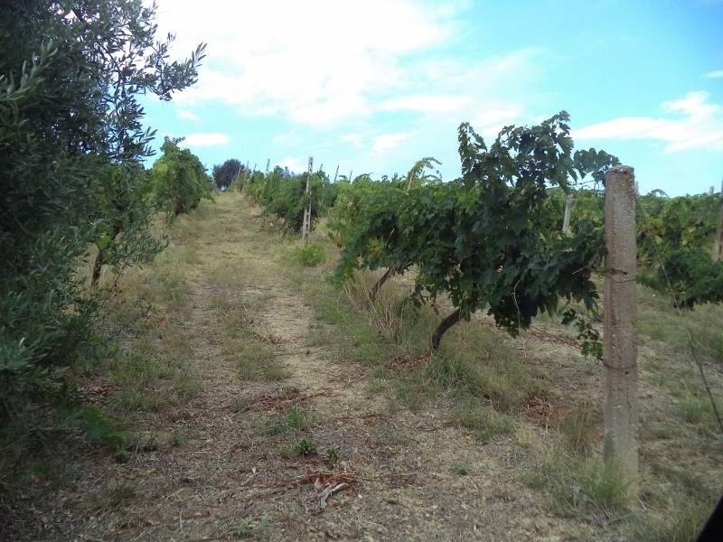 04 COLONNELLA- Vigneto di 12 ettari con casale e l