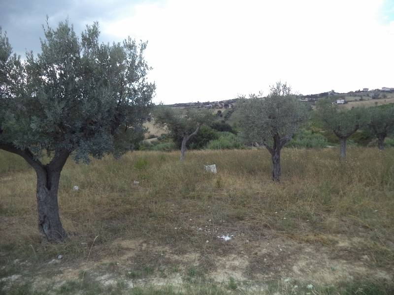 17 COLONNELLA- Vigneto di 12 ettari con casale e l