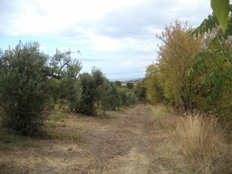 07 COLONNELLA- Vigneto di 12 ettari con casale e l