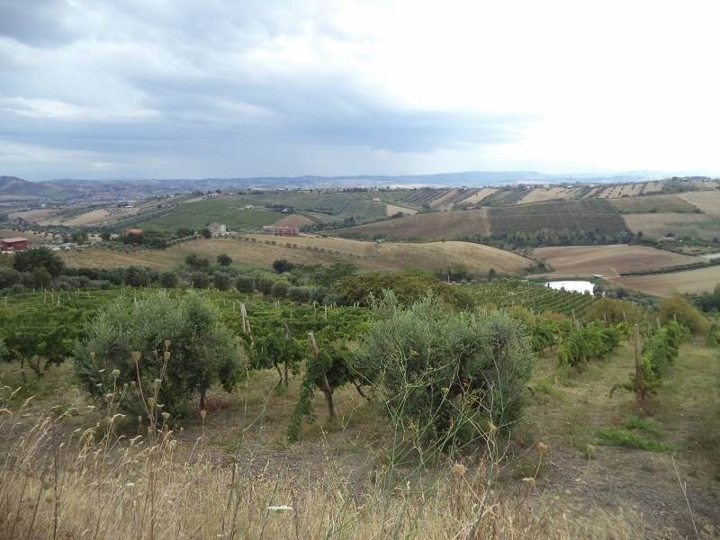 05 COLONNELLA- Vigneto di 12 ettari con casale e l