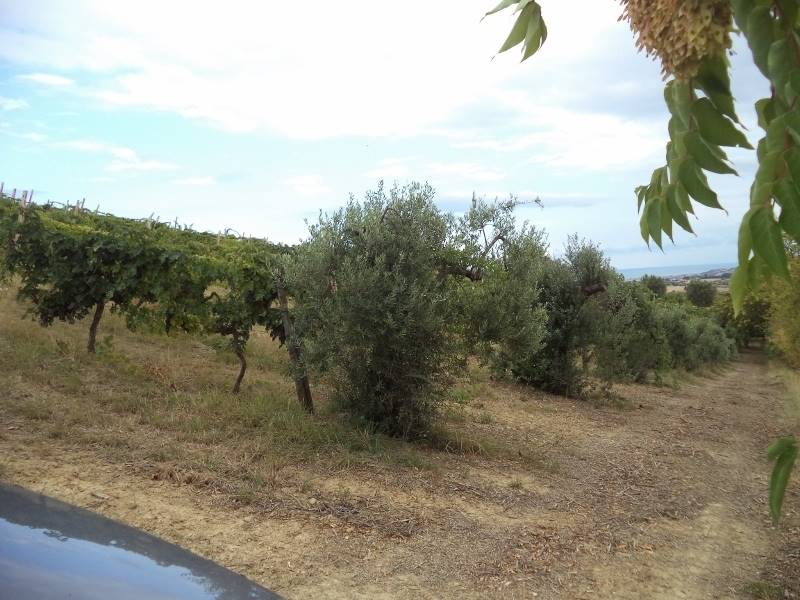 06 COLONNELLA- Vigneto di 12 ettari con casale e l