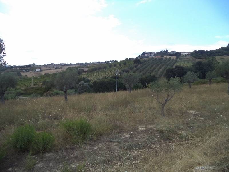 03 COLONNELLA- Vigneto di 12 ettari con casale e l