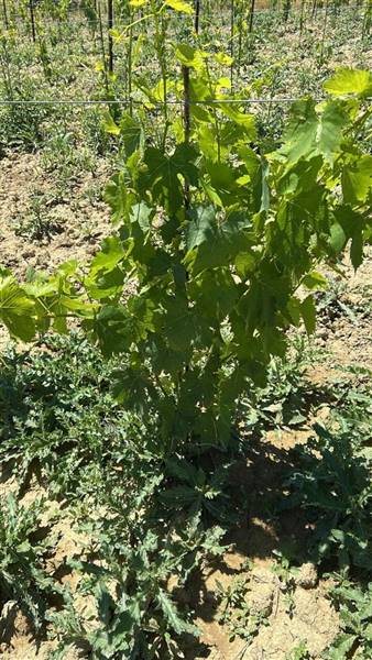 12 MONTEFIORE DELL'ASO - VIGNETO IN PIENA PRODUZIO