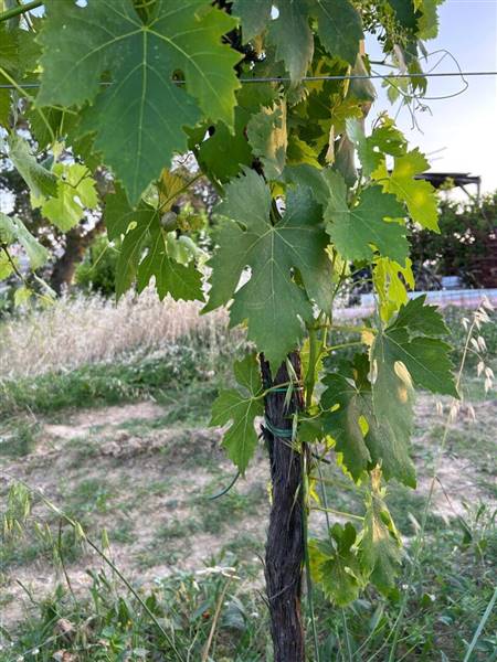 05 MONTEFIORE DELL'ASO - VIGNETO IN PIENA PRODUZIO