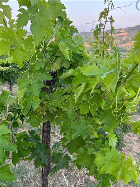 02 MONTEFIORE DELL'ASO - VIGNETO IN PIENA PRODUZIO