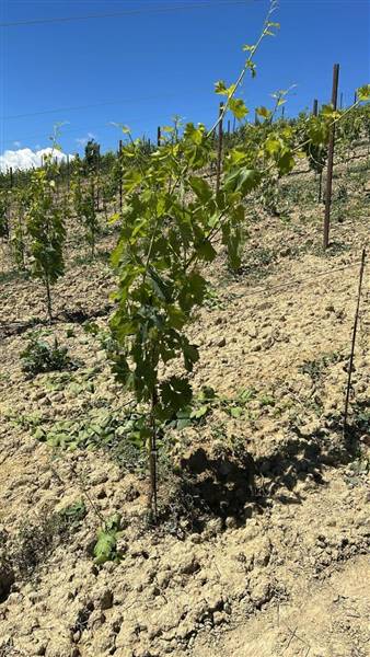 16 MONTEFIORE DELL'ASO - VIGNETO IN PIENA PRODUZIO