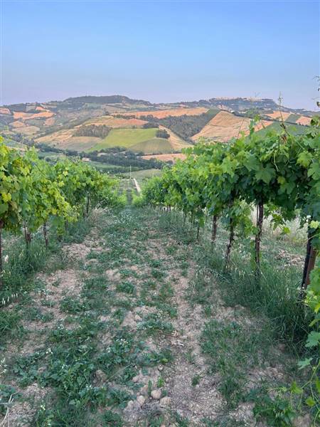 09 MONTEFIORE DELL'ASO - VIGNETO IN PIENA PRODUZIO